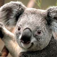1480989014_Koala.jpg
