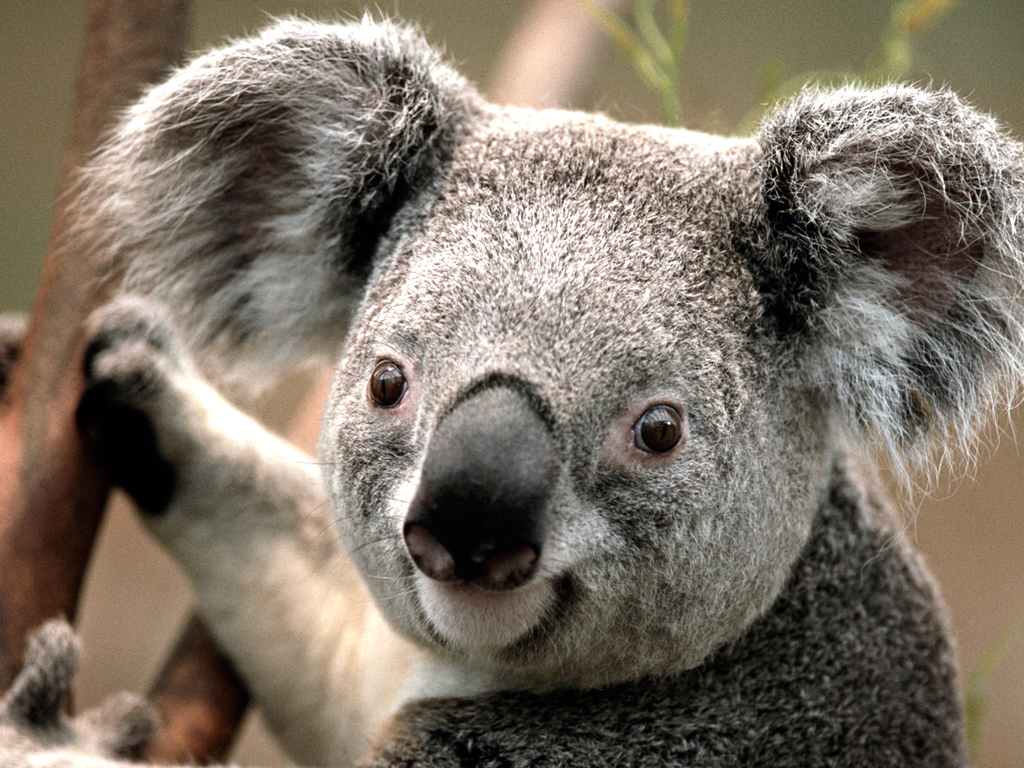 1480989719_Koala.jpg