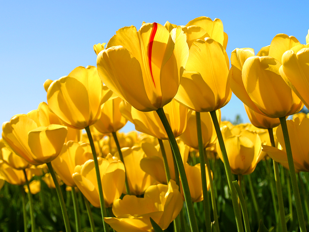 1480989719_Tulips.jpg